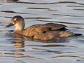 Brazilian Teal